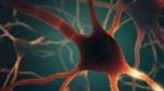 Functions of Neuropeptides on the Brain